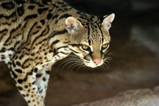 Do ocelots cross territory with each other?