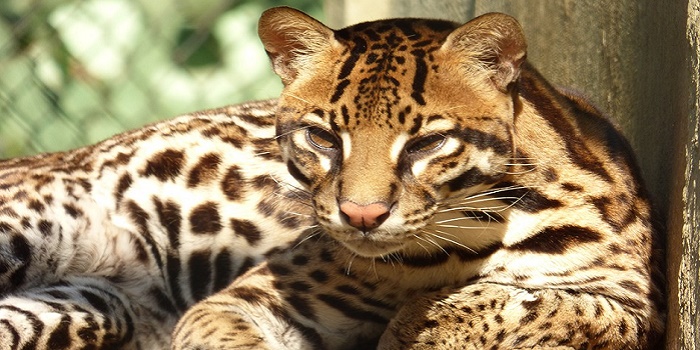 Do ocelots harm humans?