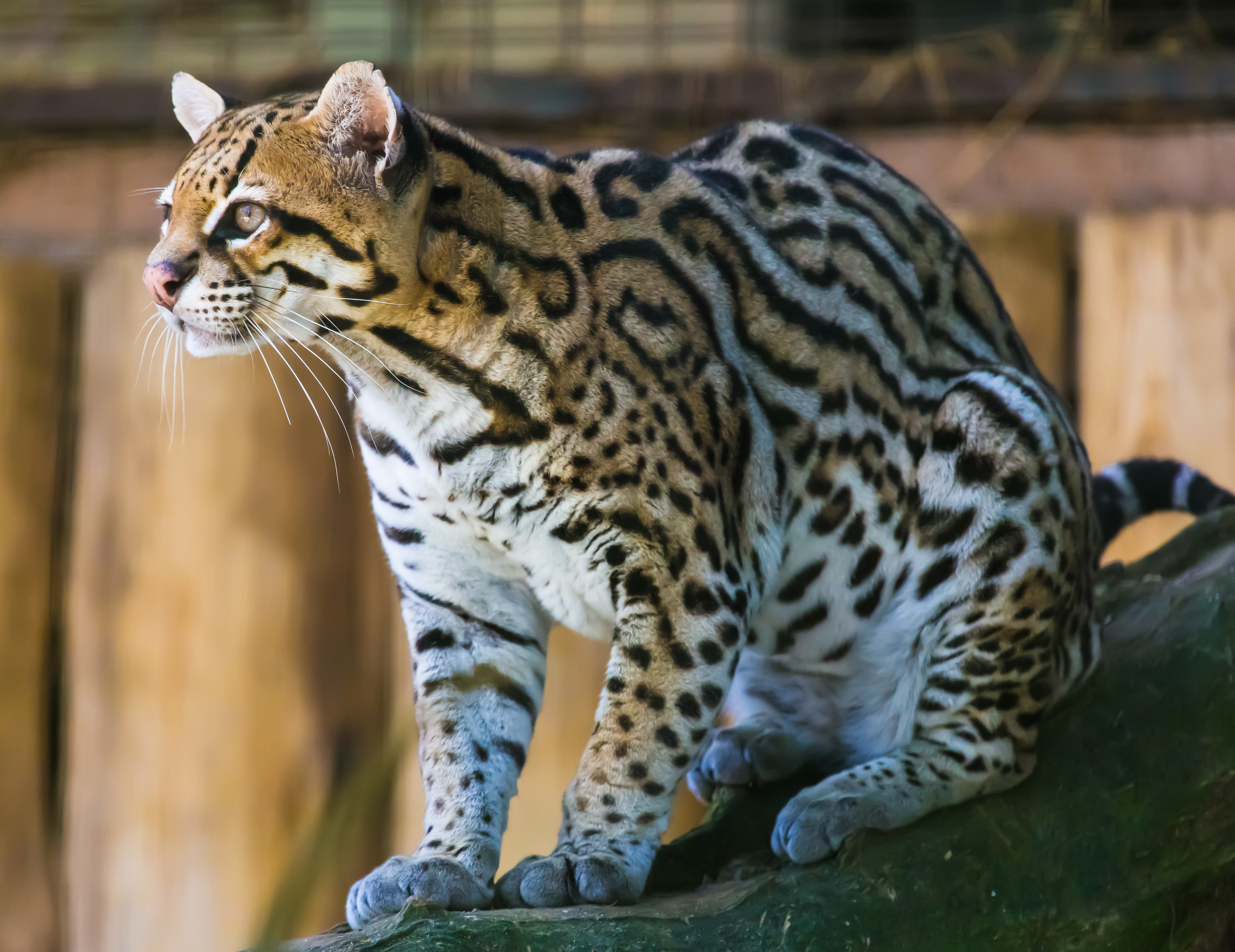 Do ocelots have spots or stripes?