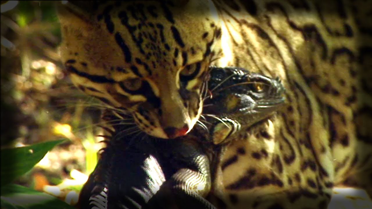 Do ocelots kill?