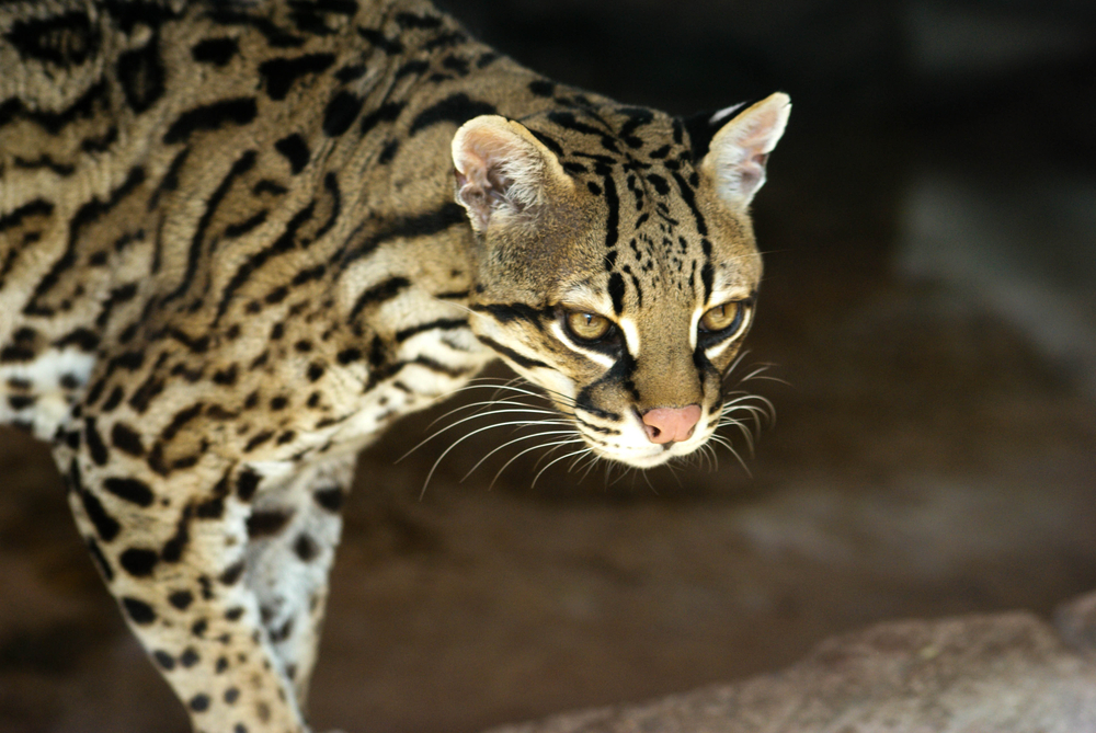 Do ocelots live in the United States?