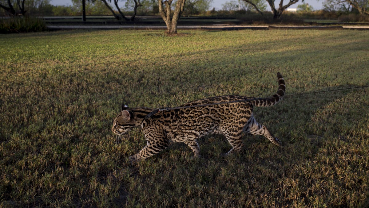 Do ocelots run away from people?