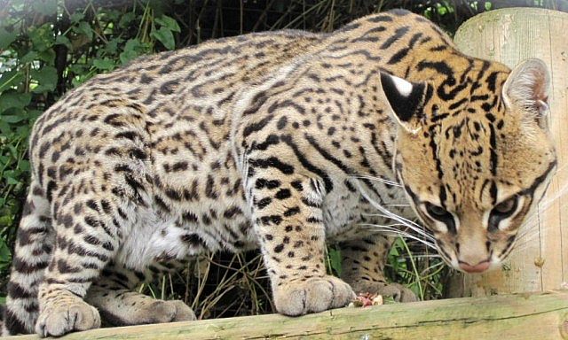 Do ocelots run away?