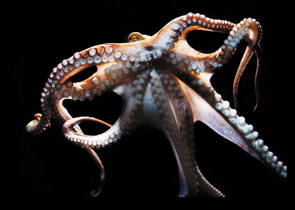 Do octopuses have good memories?