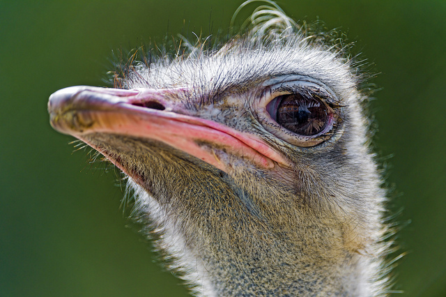 Do ostriches have 3 eyes?