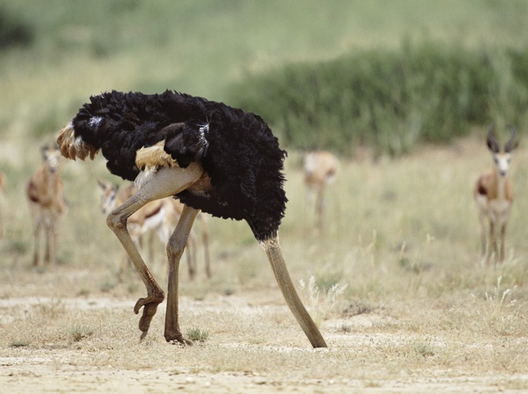 Do ostriches really bury their head in the ground?