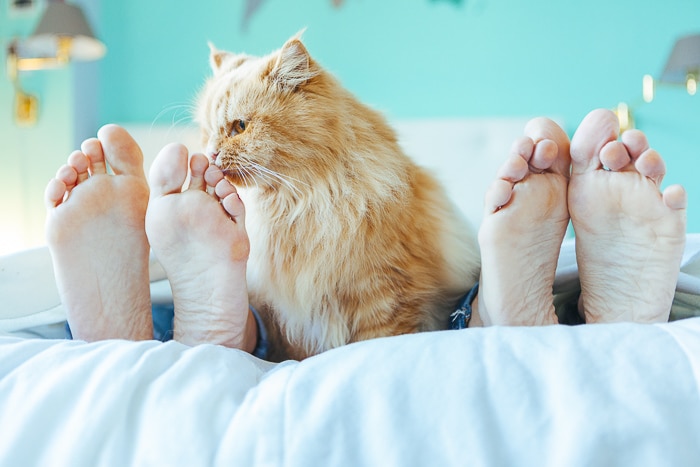 Do other animals sleep on their feet?