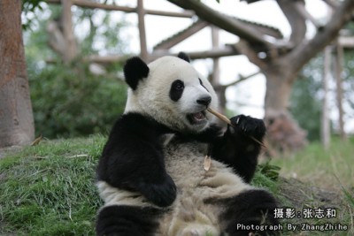 Do pandas contain DNA?