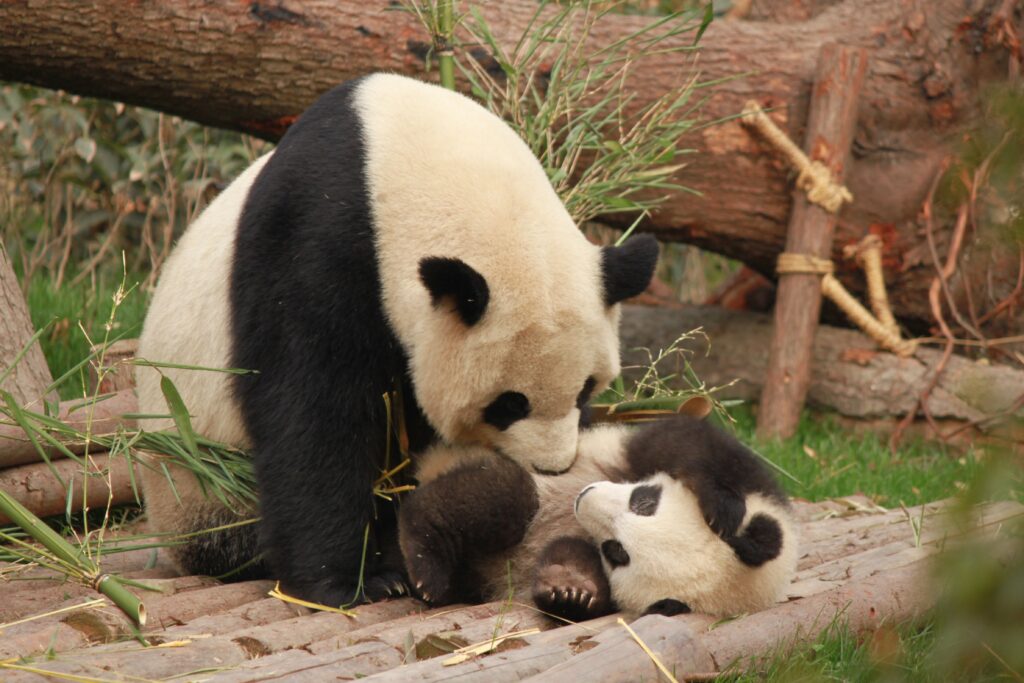 Do pandas eat their babies?