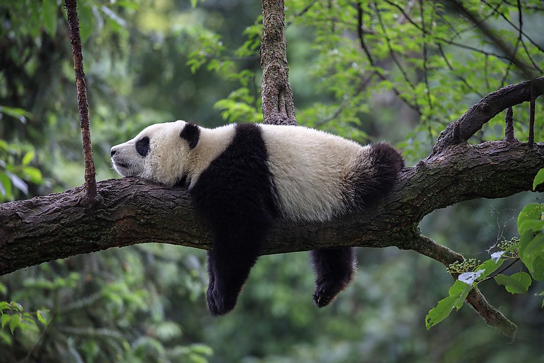 Do pandas live in a bamboo forest?
