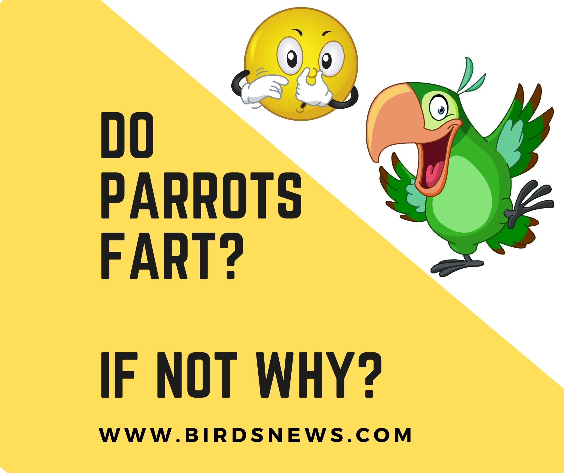 Do parrots fart?