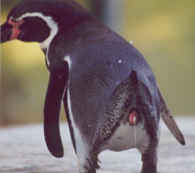 Do penguins have a bladder?