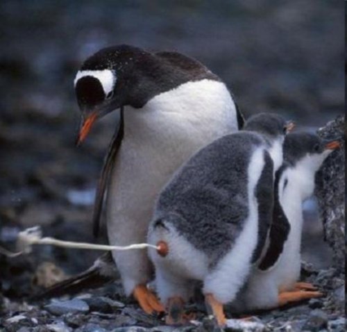 Do penguins pee and poop at the same time?