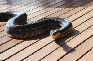 Do pythons keep away venomous snakes?