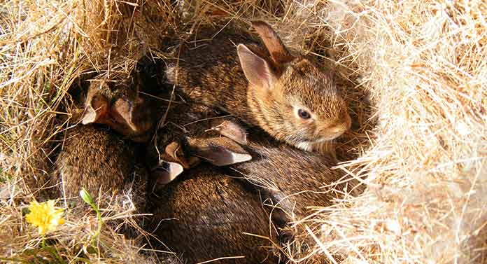 Do Rabbits abandon their babies?