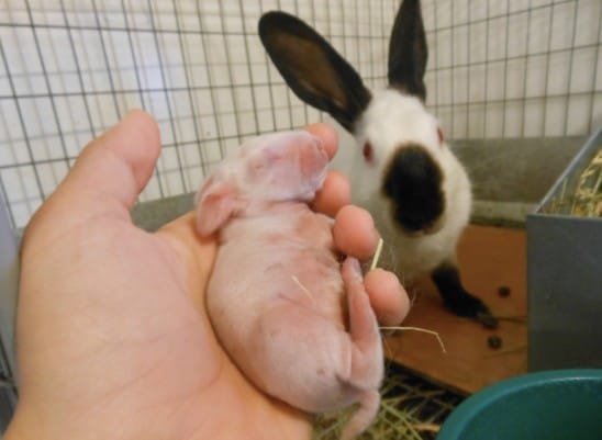 Do Rabbits eat their babies if you handle them?