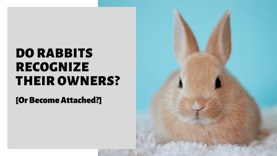 Do rabbits get attached to humans?