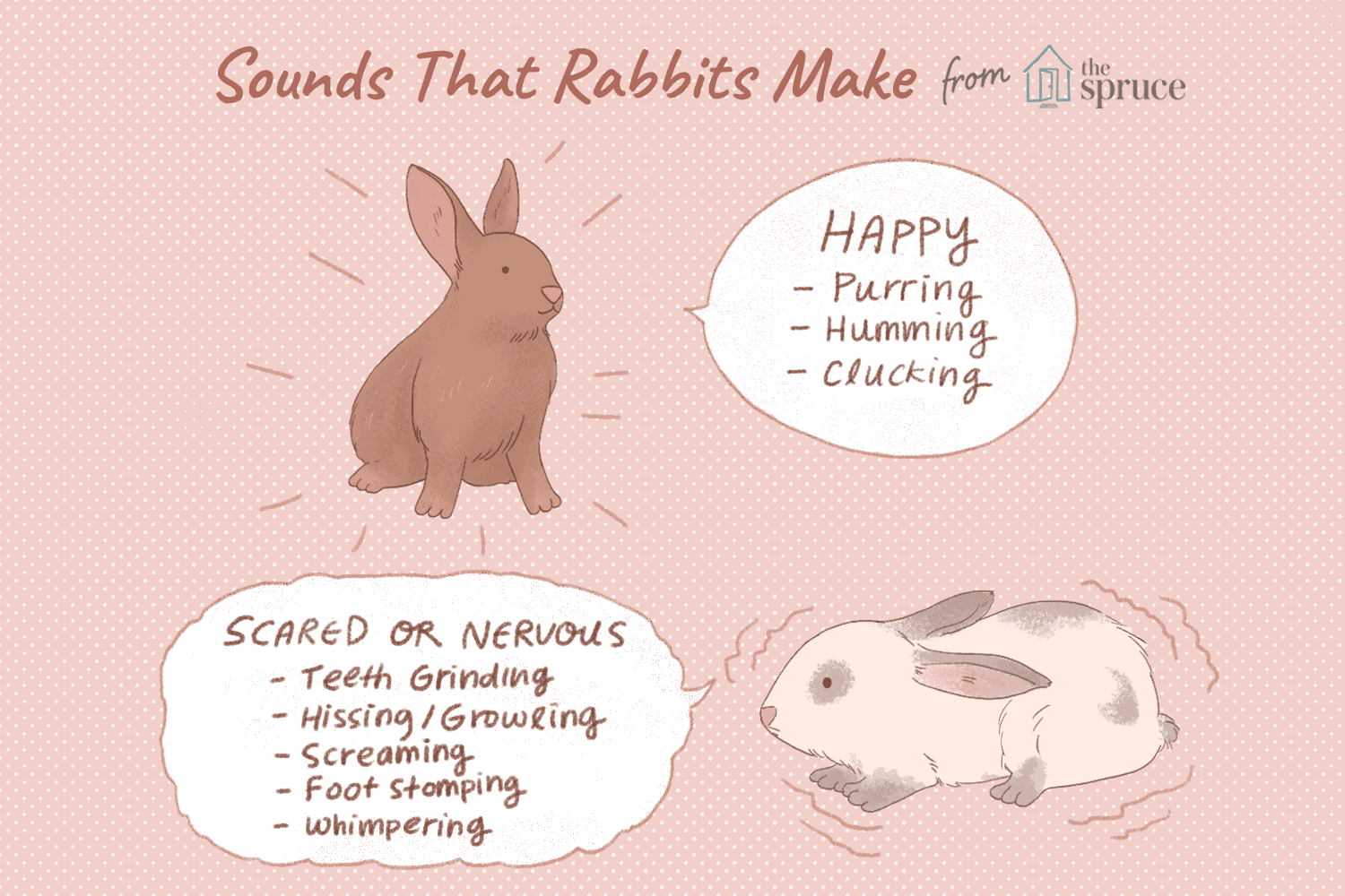 Do rabbits make noises?