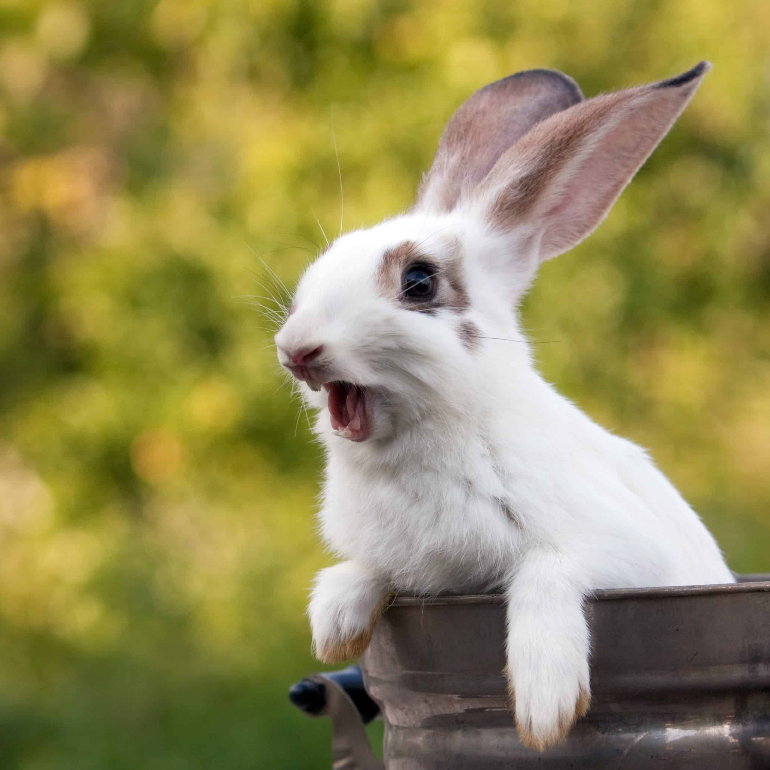Do rabbits scream for no reason?