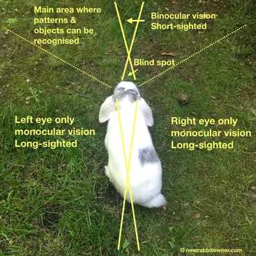 Do rabbits see sideways?