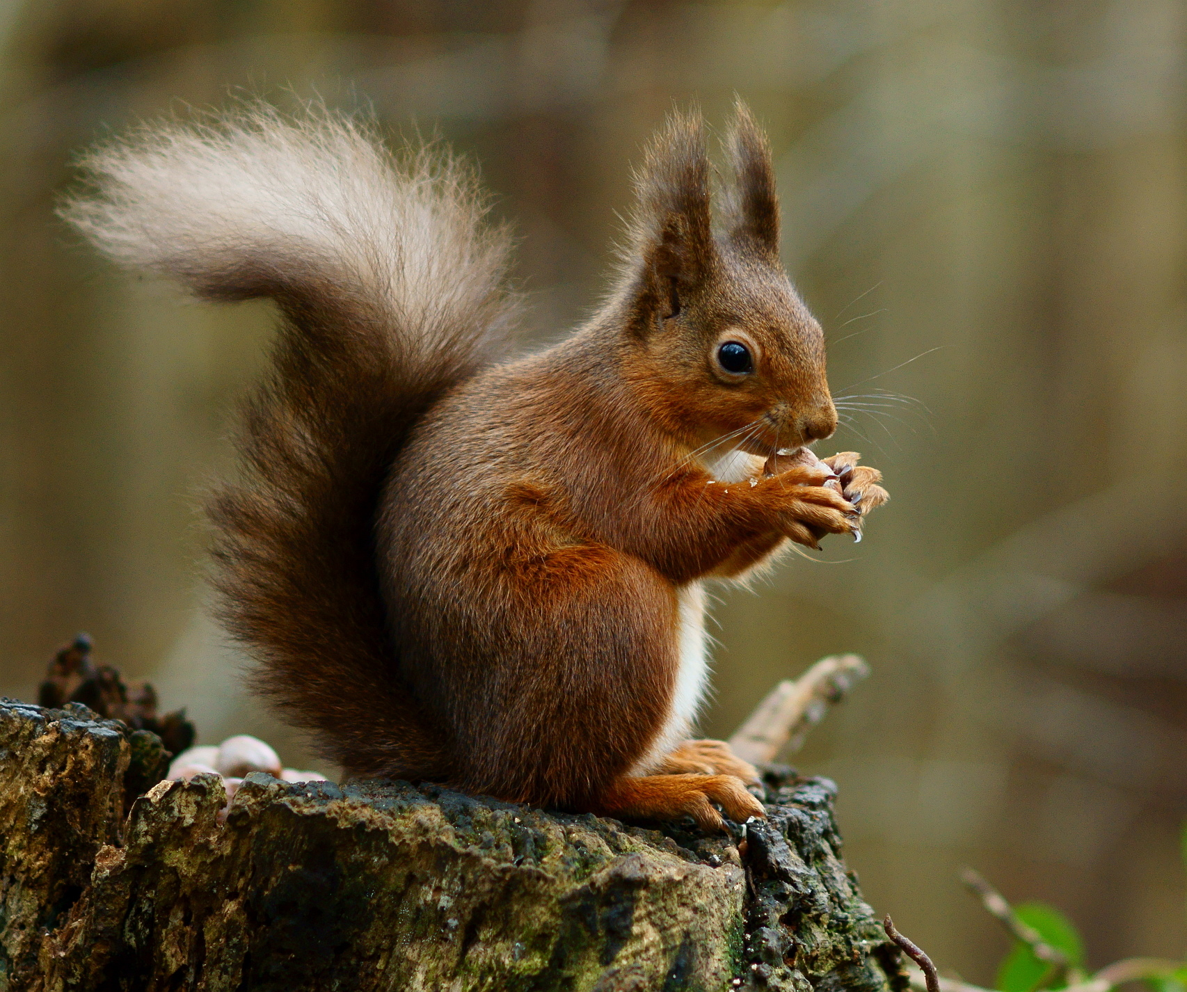 Do red squirrels live in groups?
