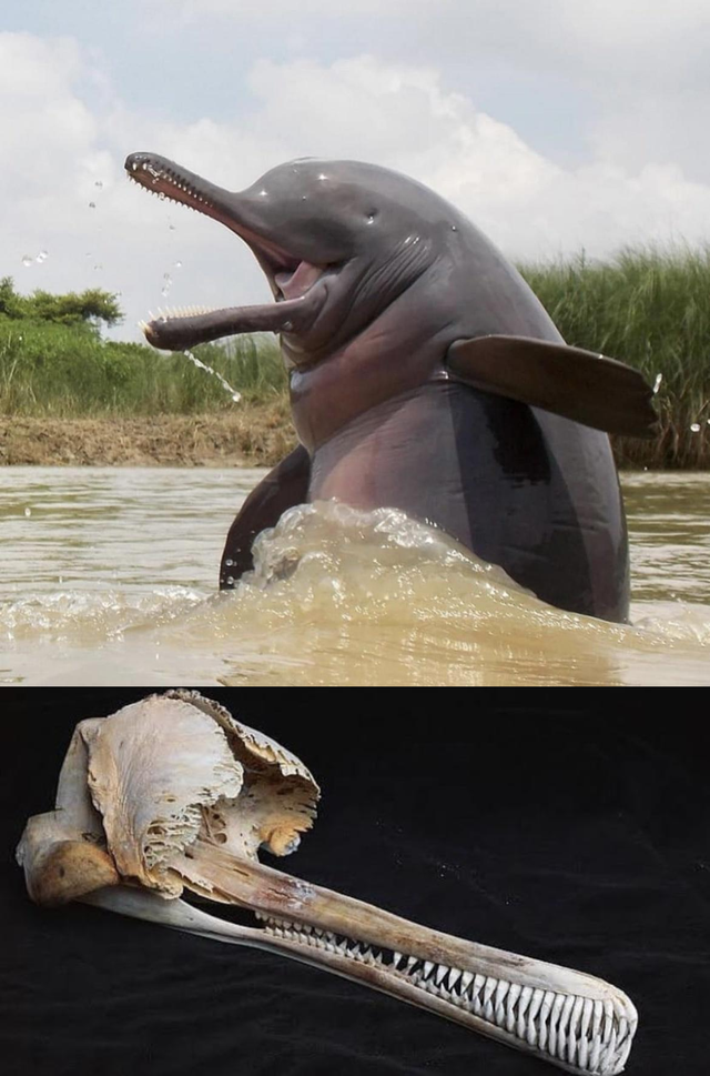 Do River dolphins have eyes?