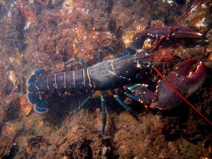 Do rock lobsters have claws?