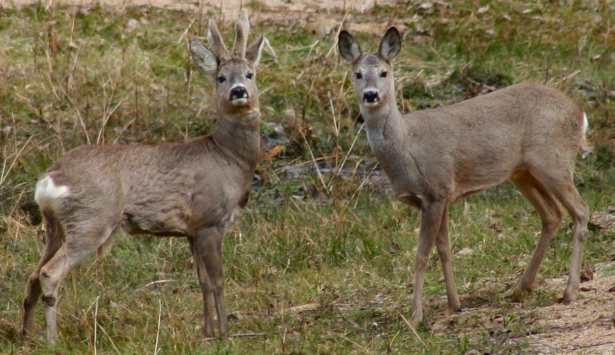 Do roe deer live in groups?
