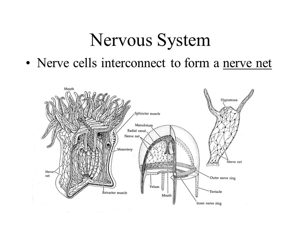 Do sea anemones have brains?