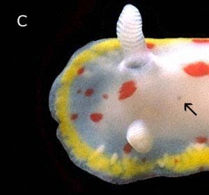 Do sea slugs have noses?