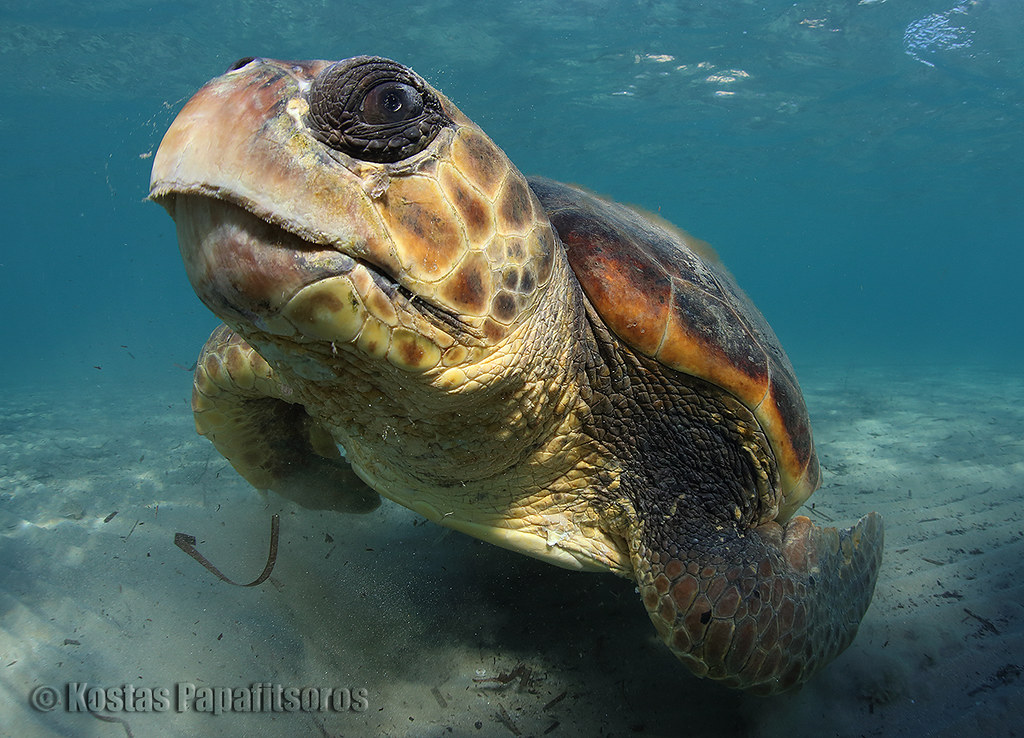 Do sea turtles drink water?