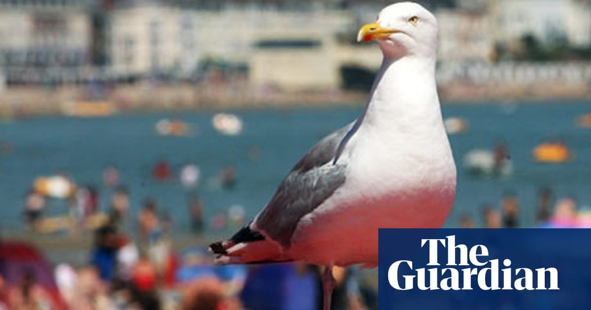 Do seagulls have any purpose?