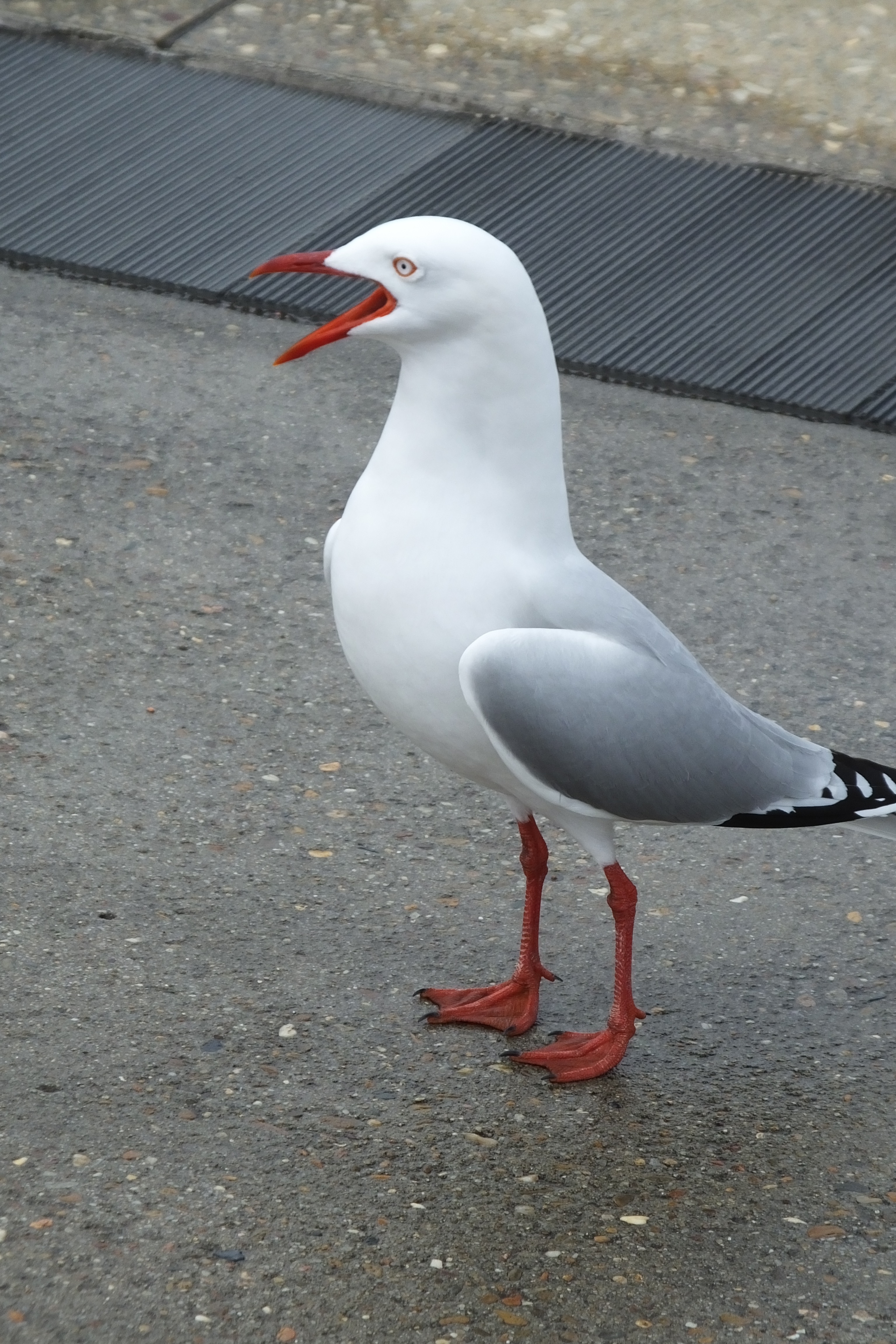 Do seagulls have webbed feet?