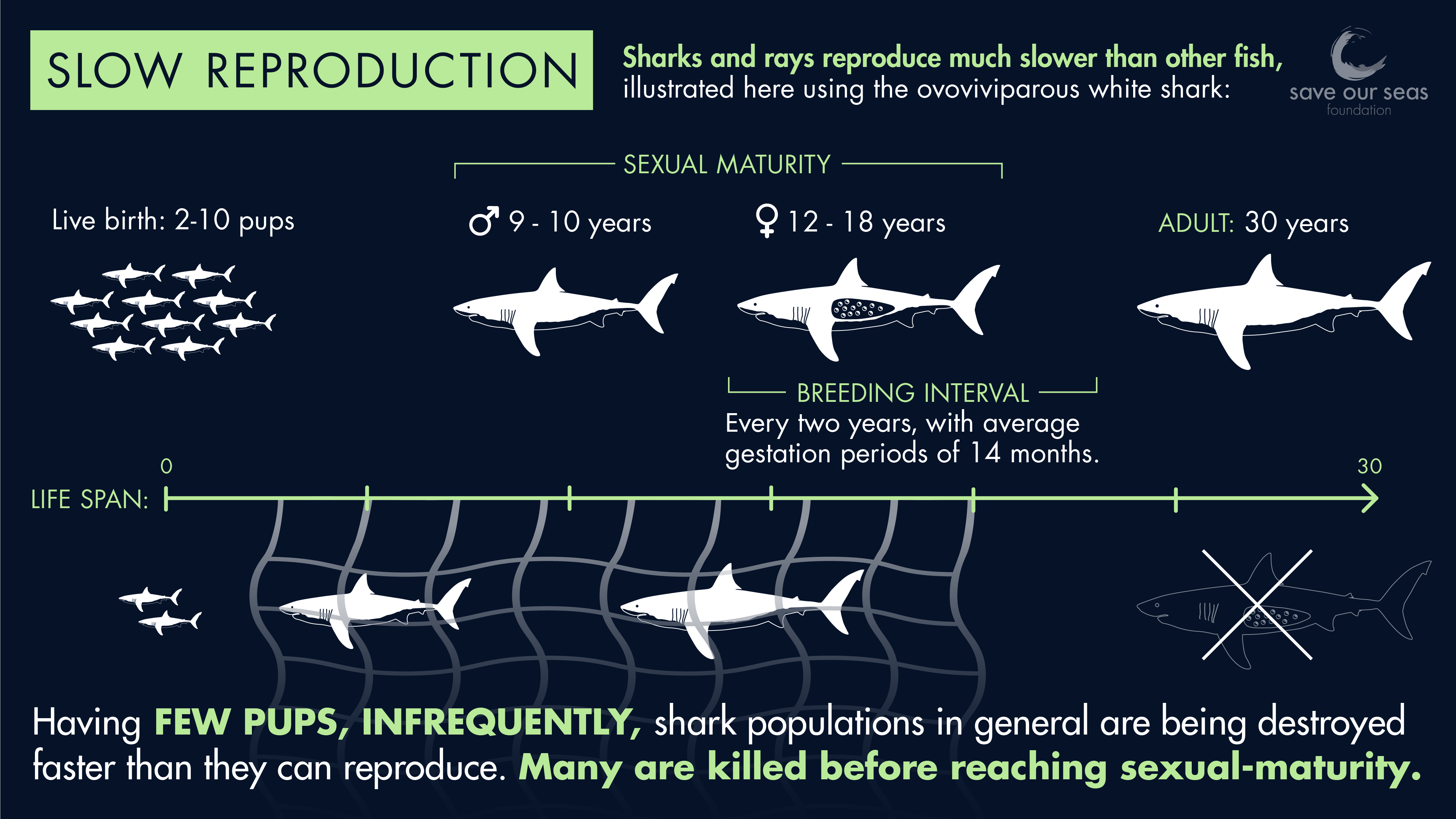 Do sharks reproduce quickly or slowly?