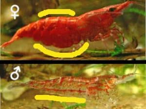 Do shrimps turn from male to female?