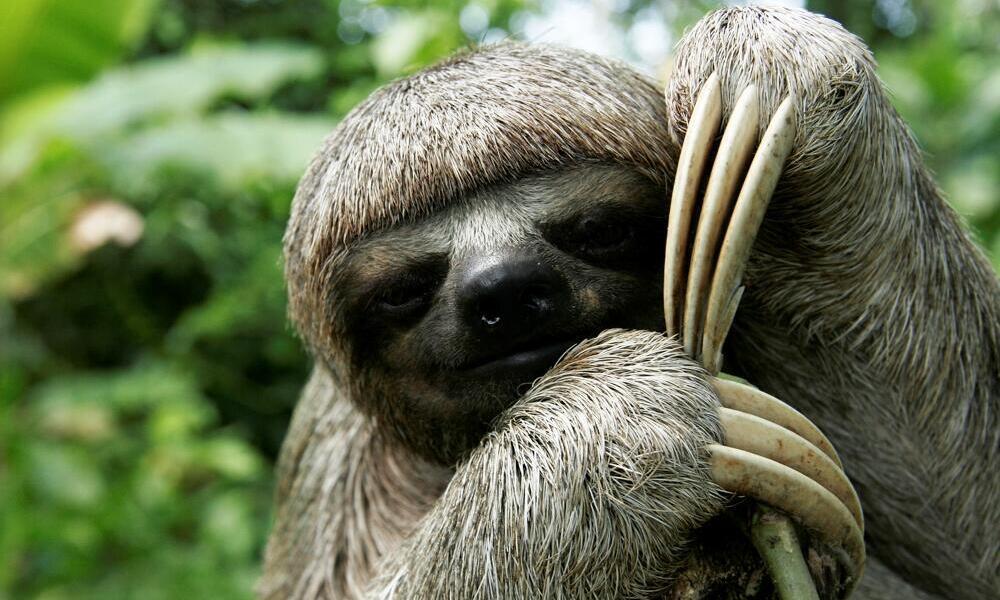 Do sloths eat a lot?