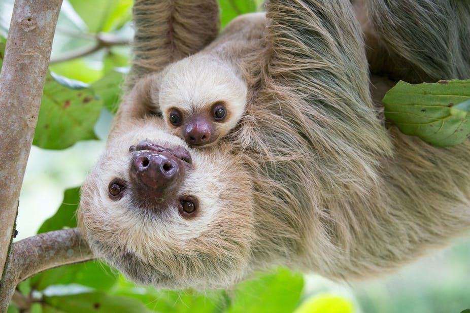 Do sloths get eaten a lot?