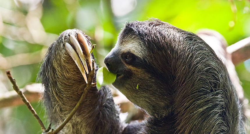 Do sloths have a fast metabolism?