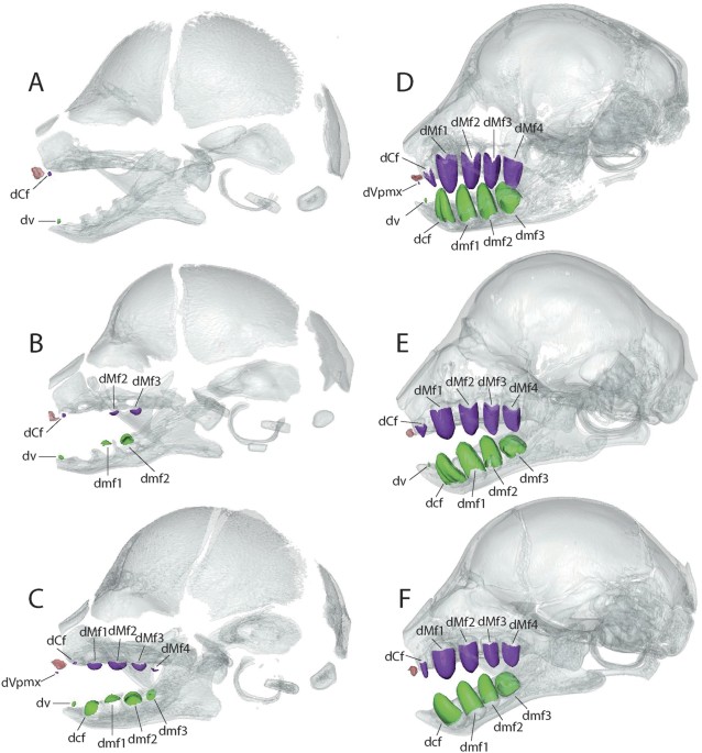 Do sloths have incisors?