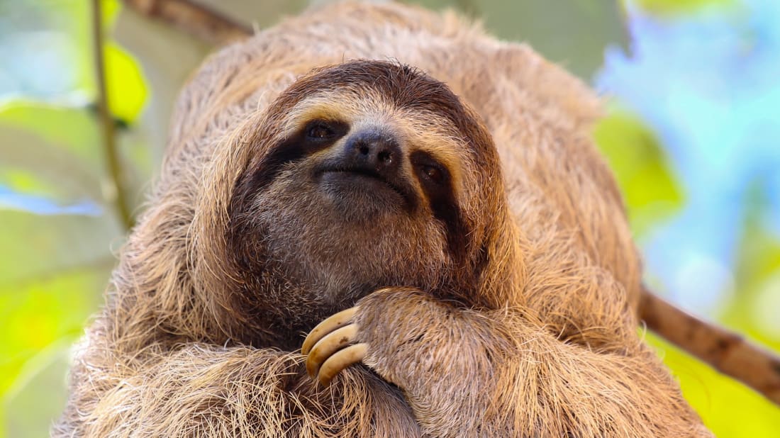 Do sloths have sad looking eyes?