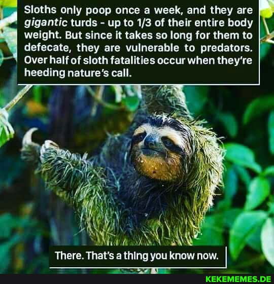 Do sloths poop only once a week?
