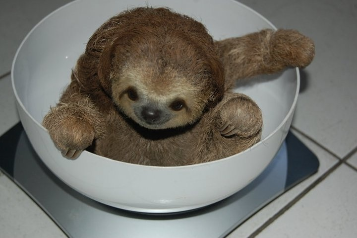 Do sloths sleep 20 hours a day?
