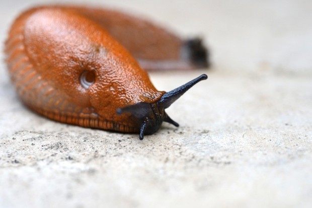 Do slugs do anything good?