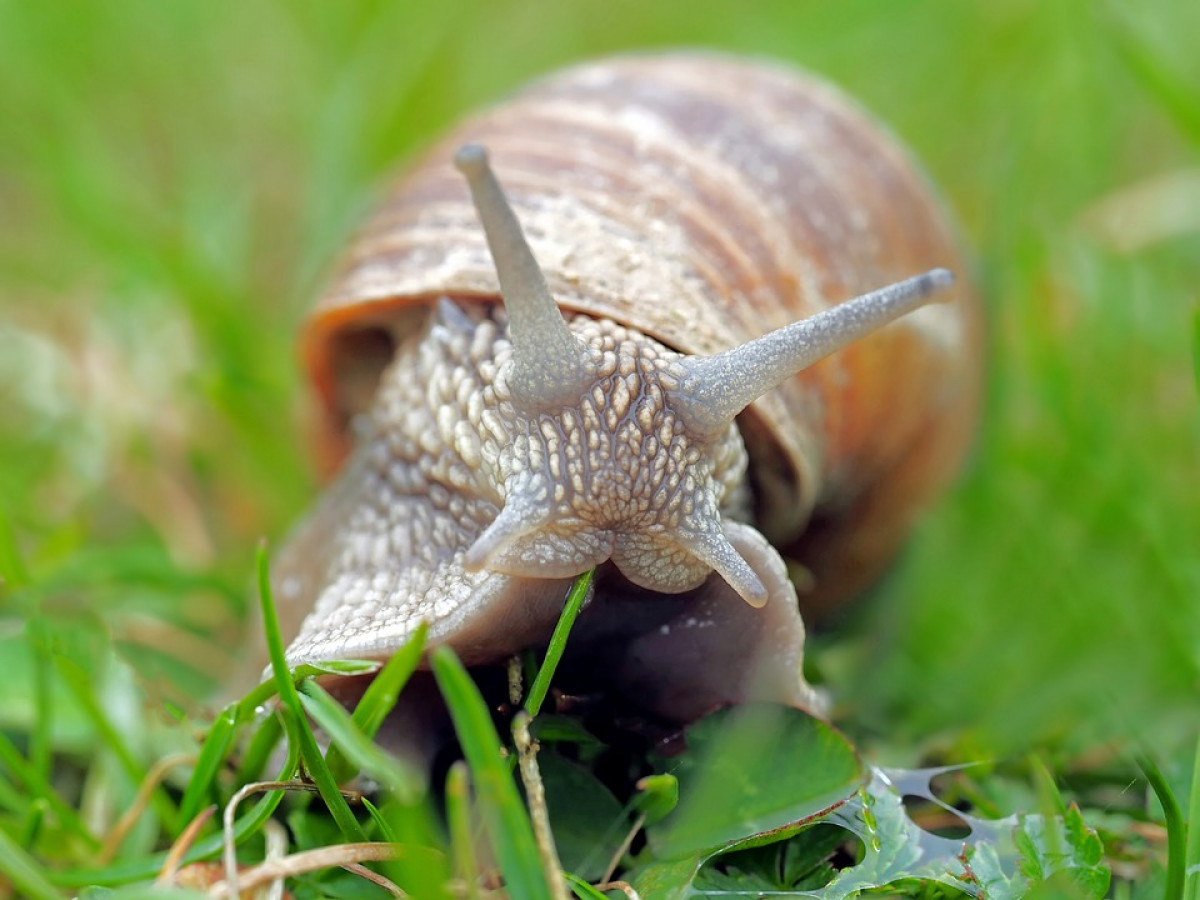 Do slugs have feel pain?