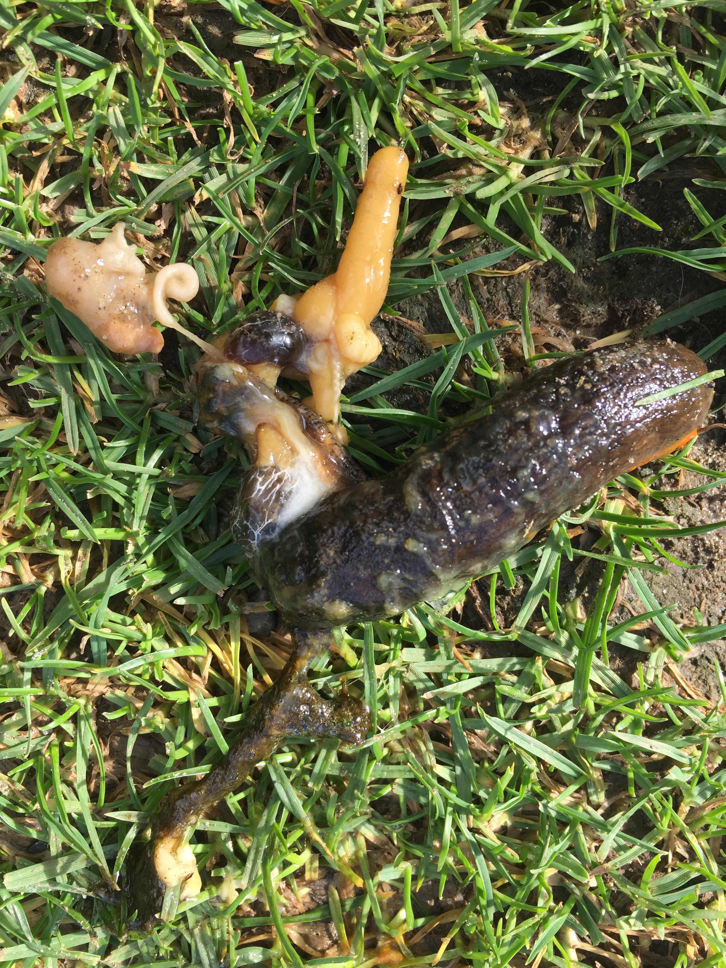 Do slugs have guts?