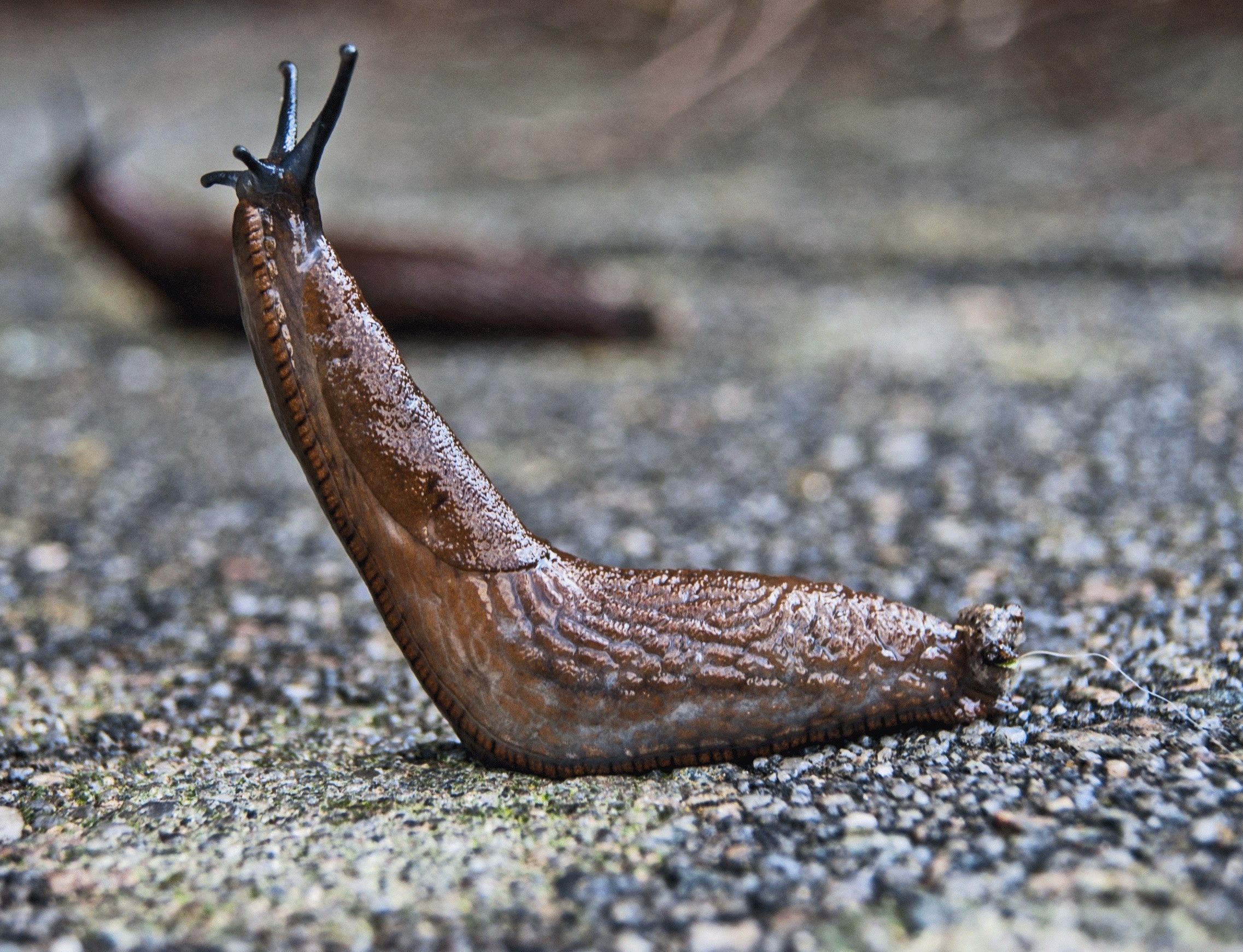 Do slugs have sharp teeth?