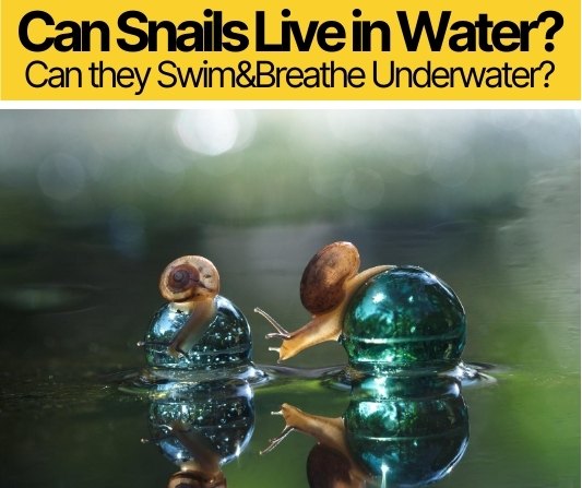 Do snails die in water?