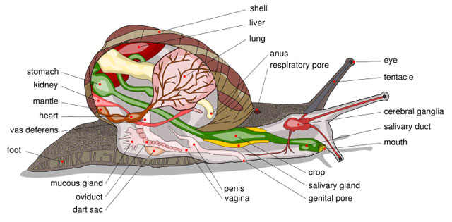 Do snails have ears?