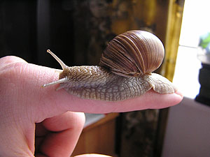 Do snails have good sense of smell?