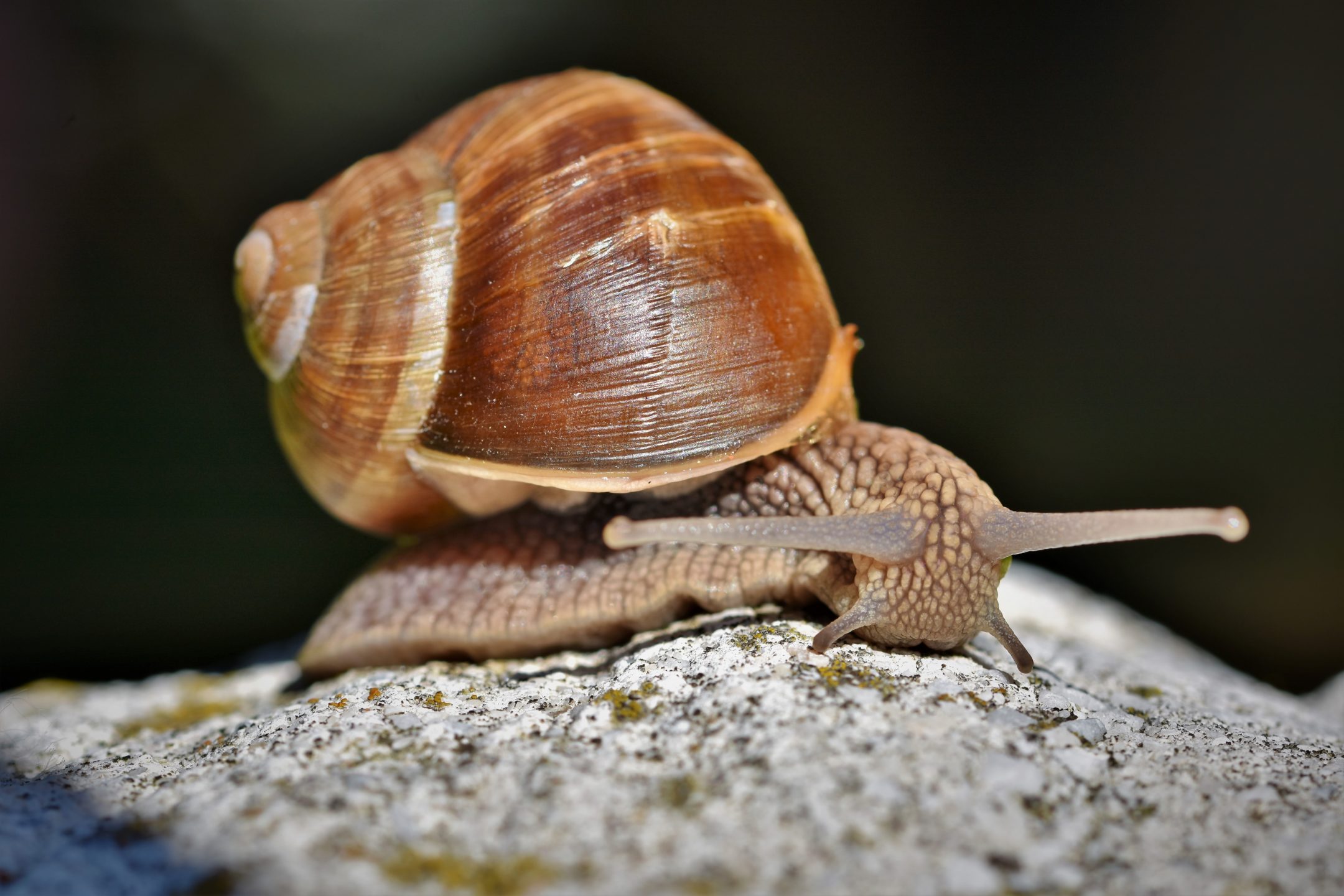 Do snails like heat?